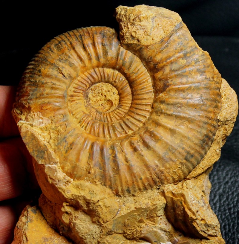 ammonite fossil cluster 