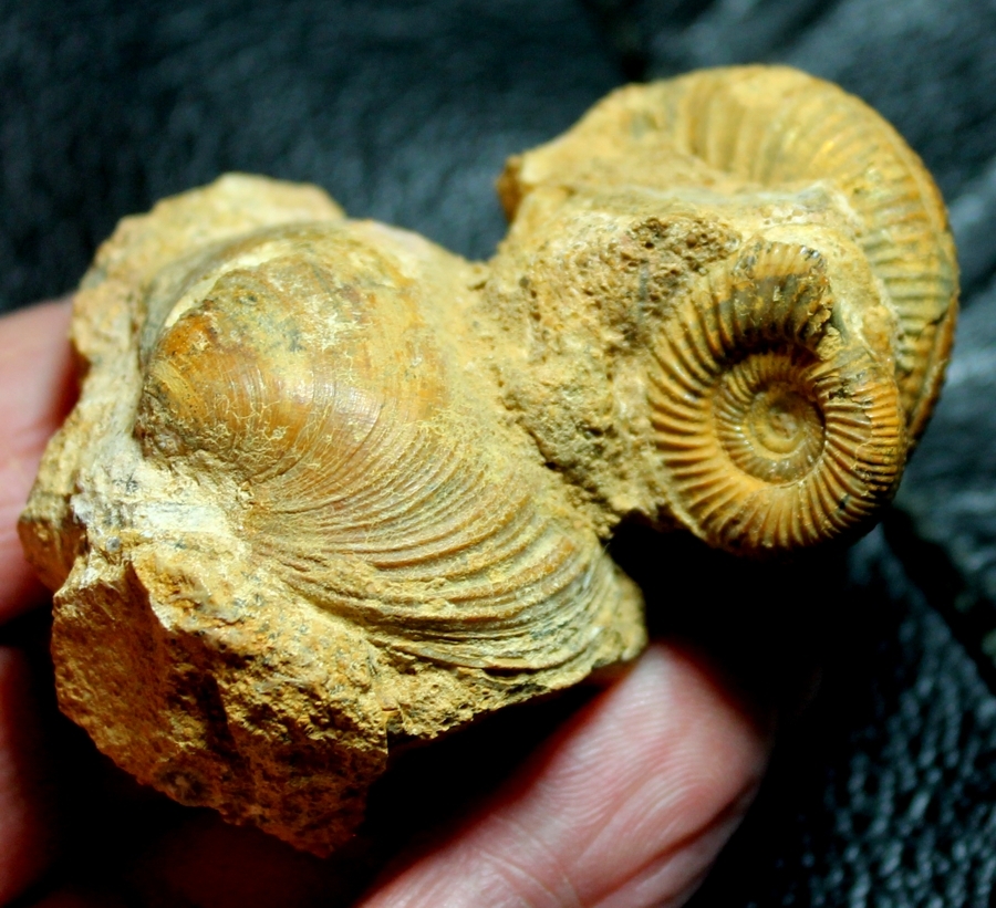 fossil cluster
