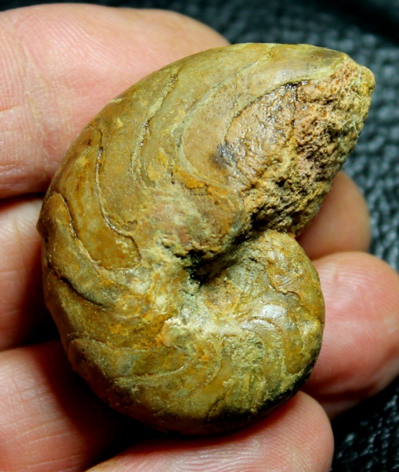 Ammoniten Pseudaganides kutchensis 