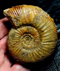Perisphinctes, ammoniten