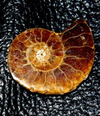  ammonite