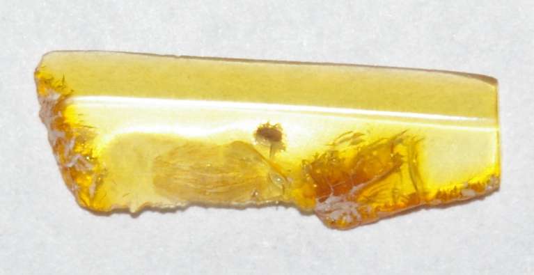 fossil greenfly in amber stone
