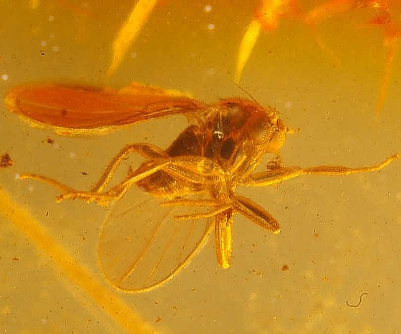 fossil fly.jpg