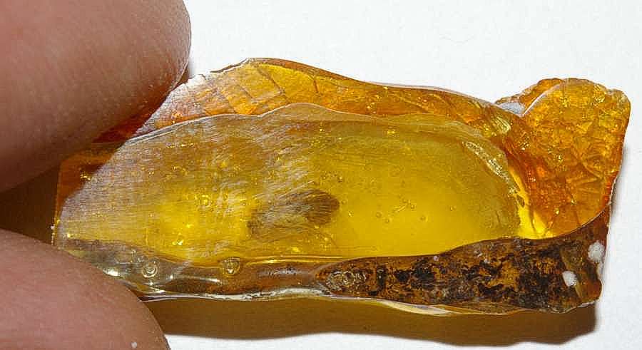 Caddisfly in Baltic amber