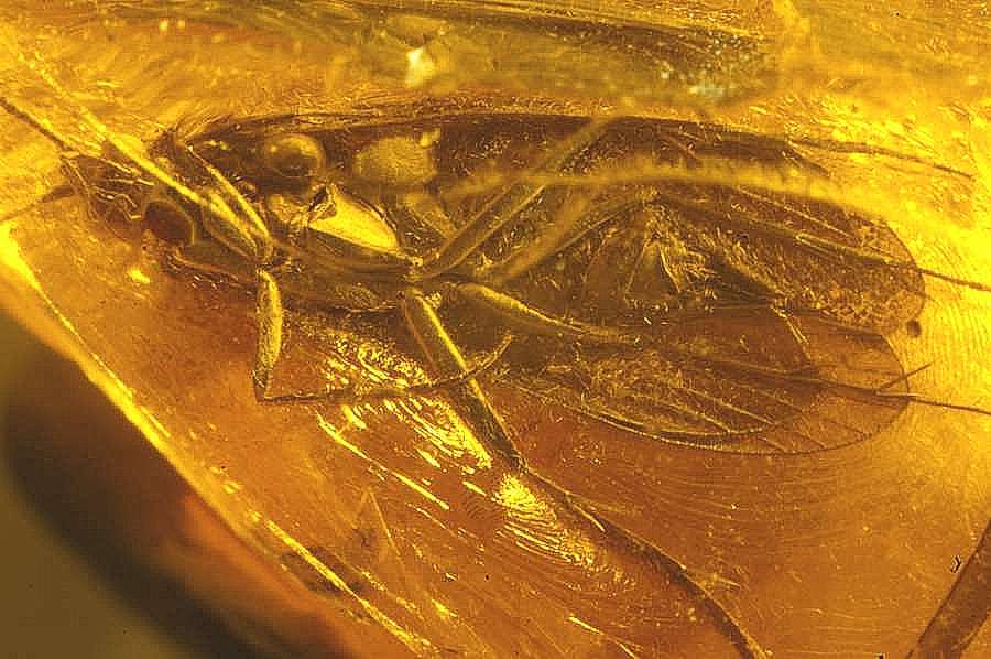 Fossil Caddisfly in Baltic amber.jpg
