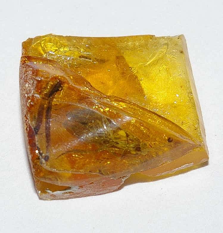 Fossil Caddisfly in Baltic amber.jpg