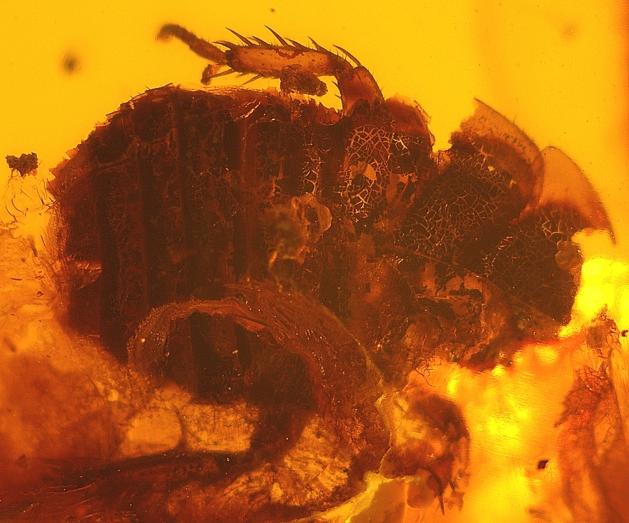 fossil cockroach