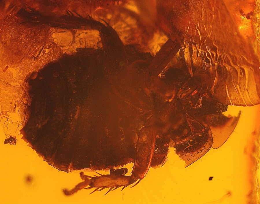 fossil cockroach