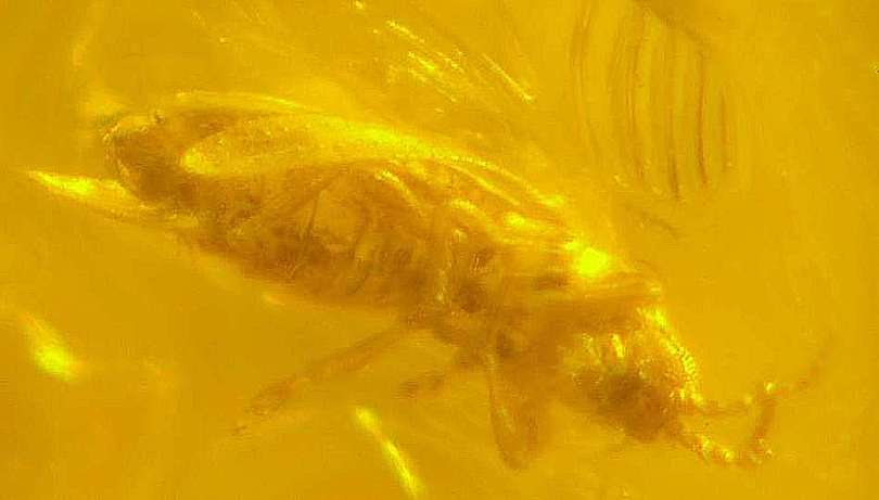 fossils trip