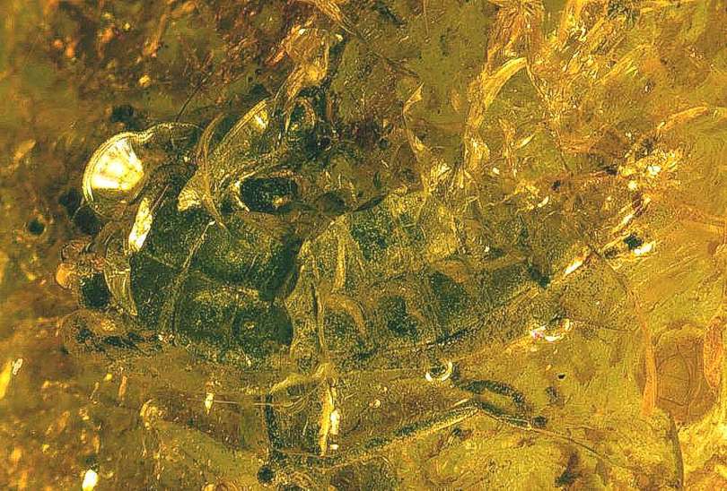 Fossil Plecoptera nymph
