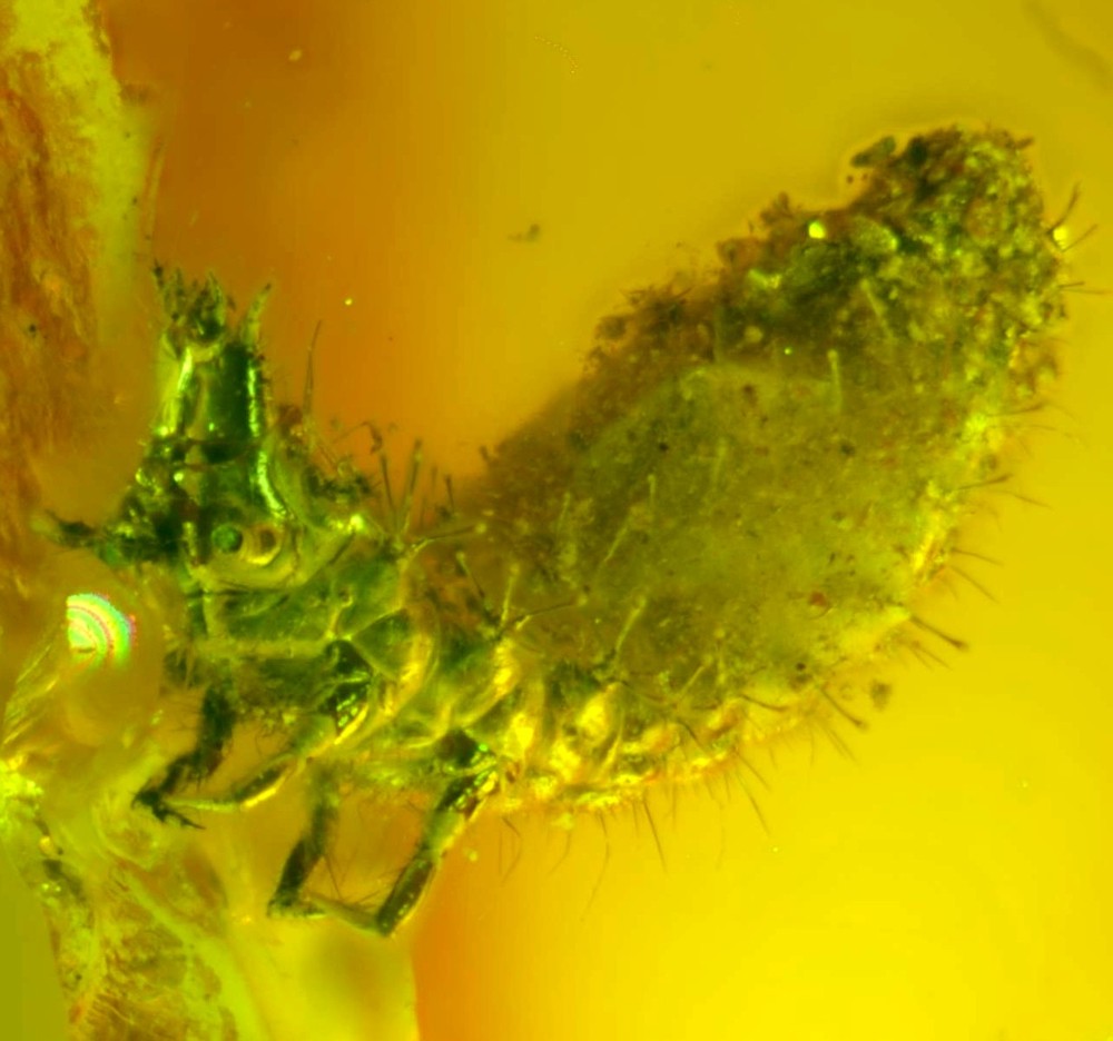 Fossil larve