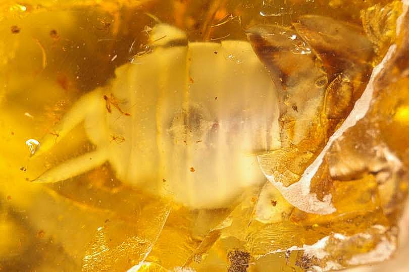 Fossil Cockroach