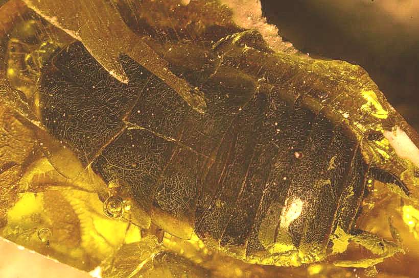 Fossil Cockroach