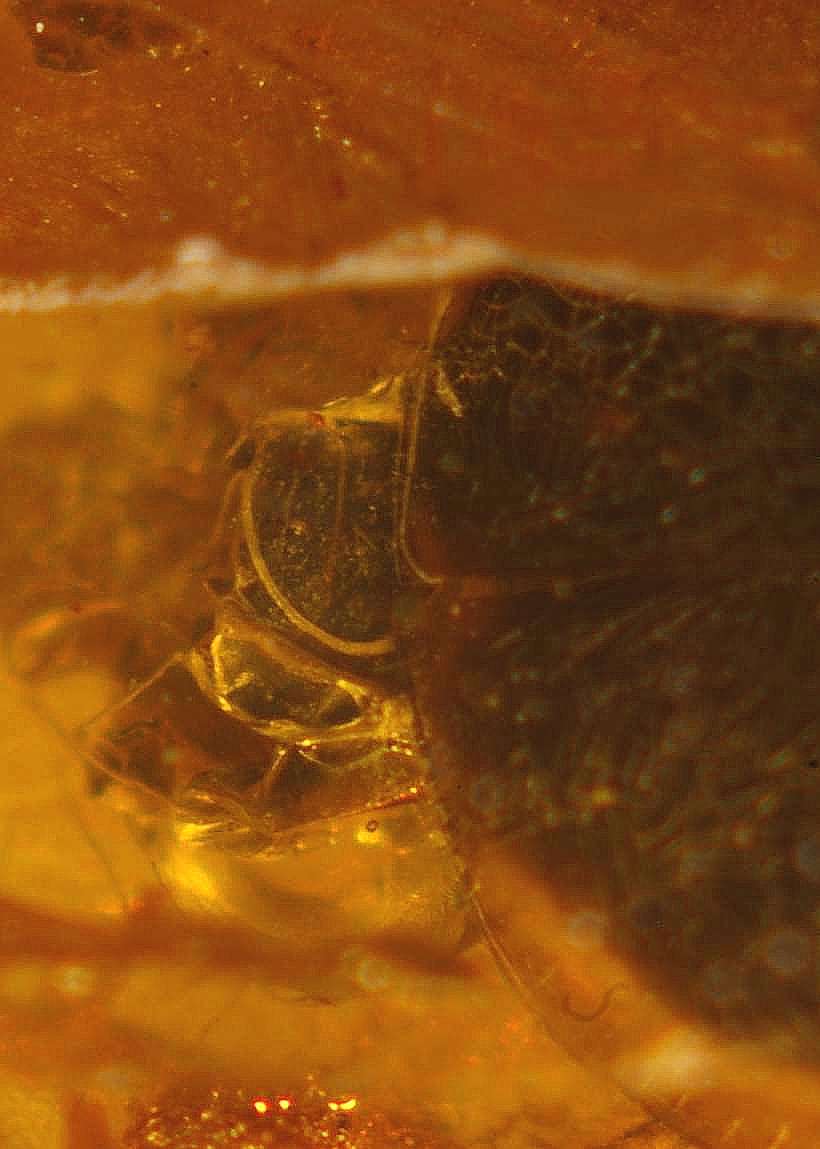 inclusions