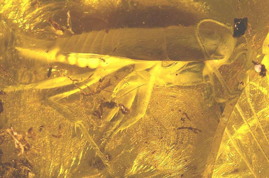 Fossil Cockroach