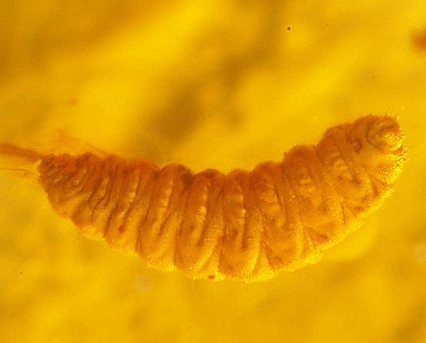 Fossil larve