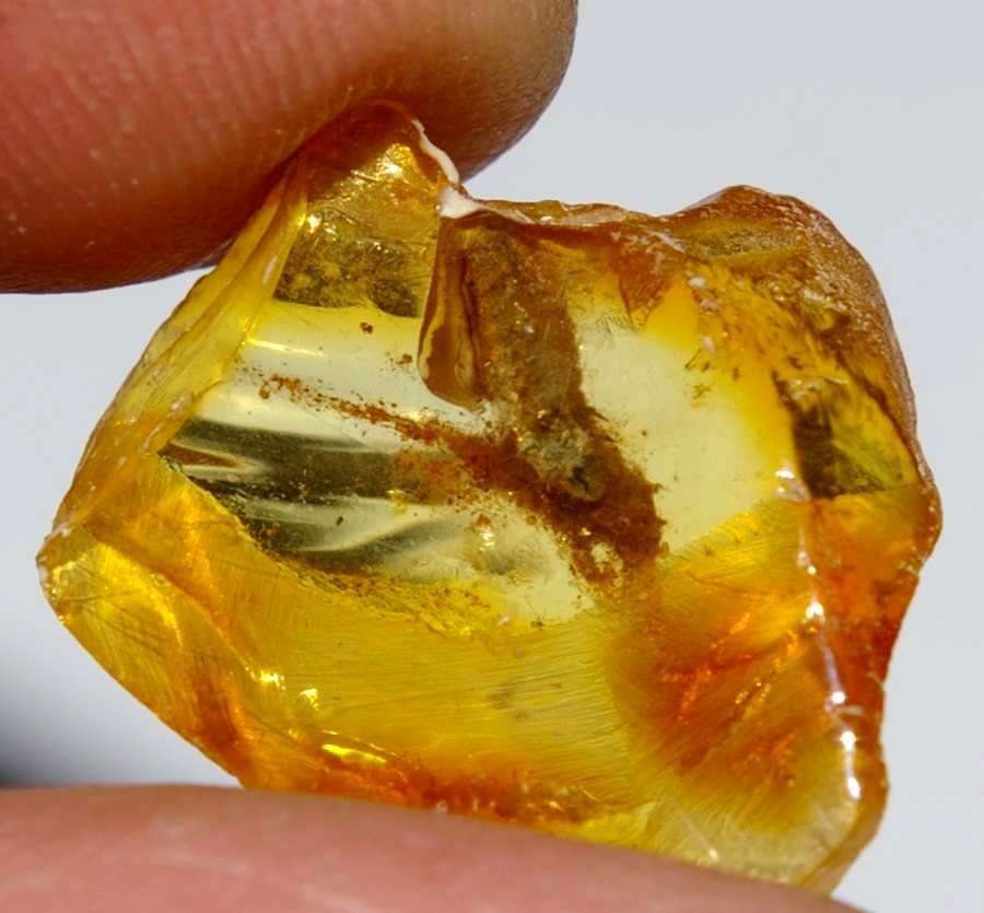 Fossil larve in Baltic amber