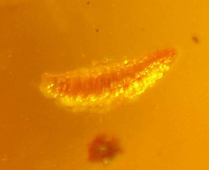 Fossil larve