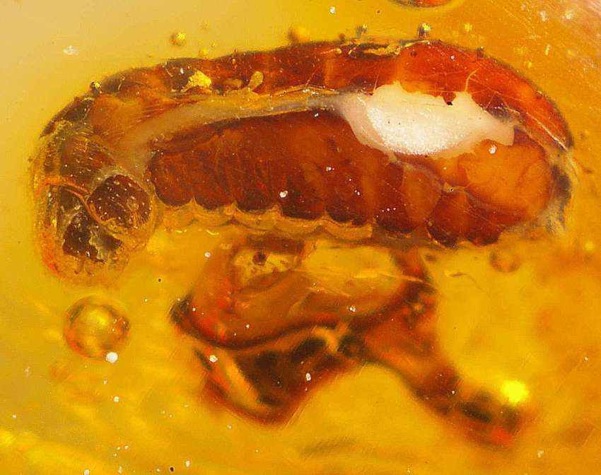 Fossil larve