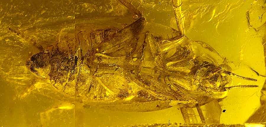 Fossil cockroach