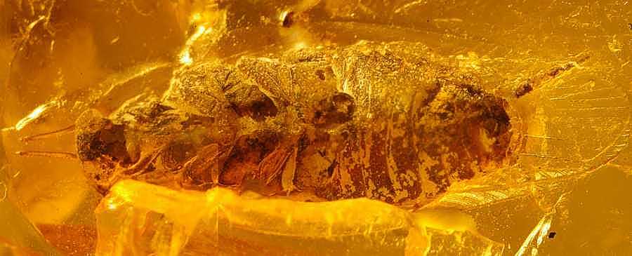 cockroach in Amber