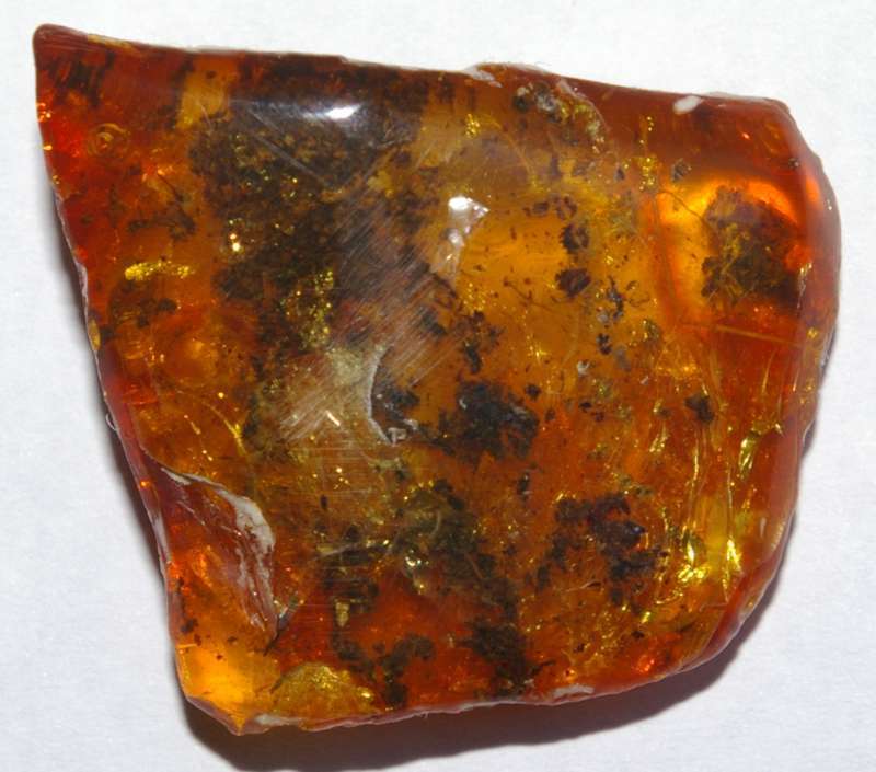 fossil air bubble in Amber