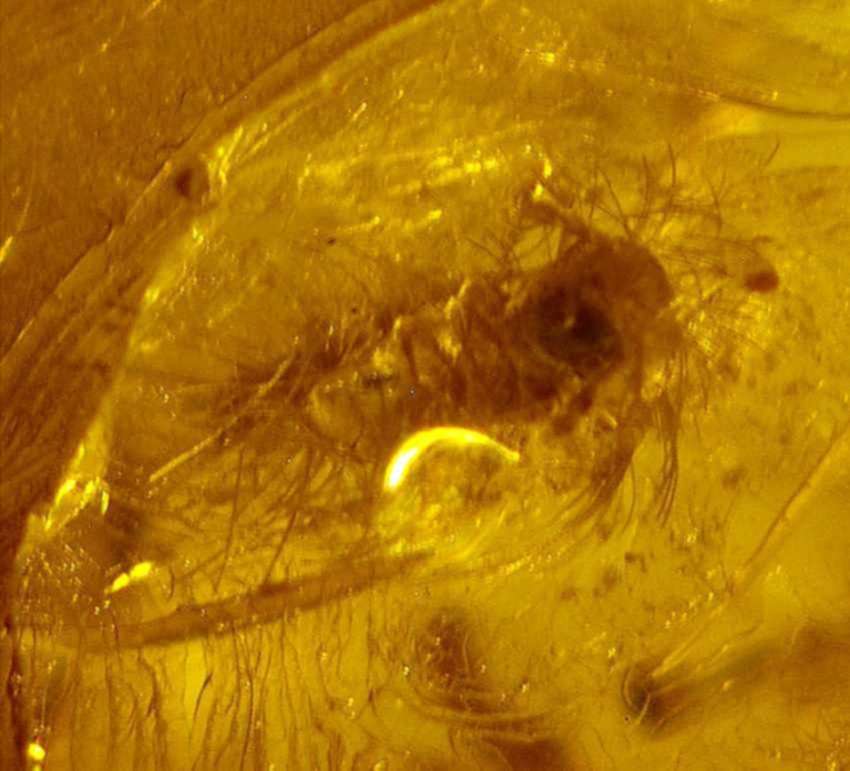 Fossil Millipede