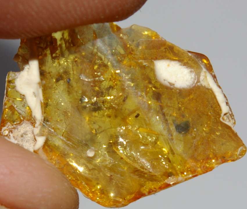 fossil Polyxenida Synxenidae