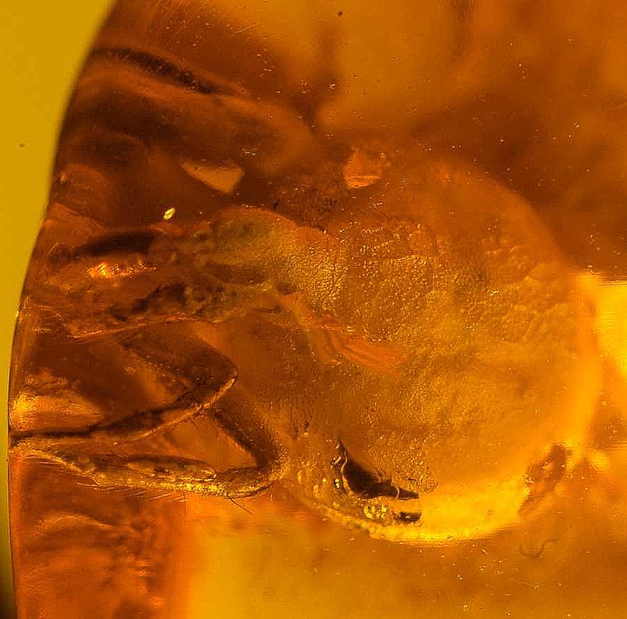 fossil TICK