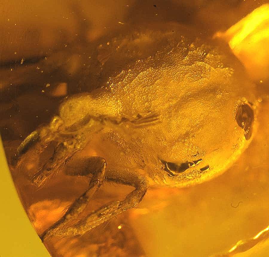 fossil TICK
