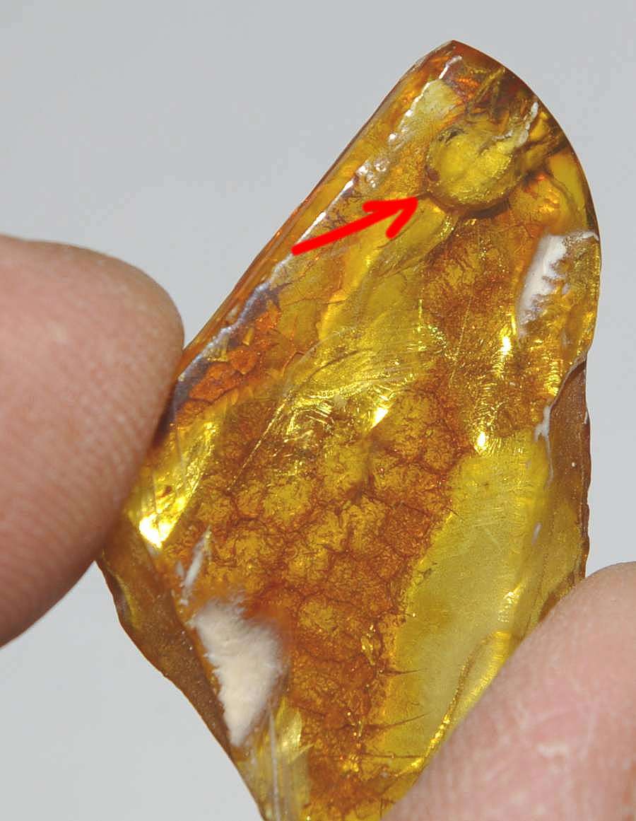 fossil TICK