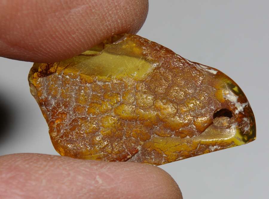 fossil TICK