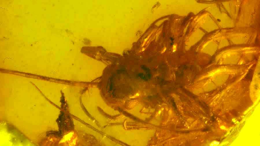 fossil centipede Synxenidae