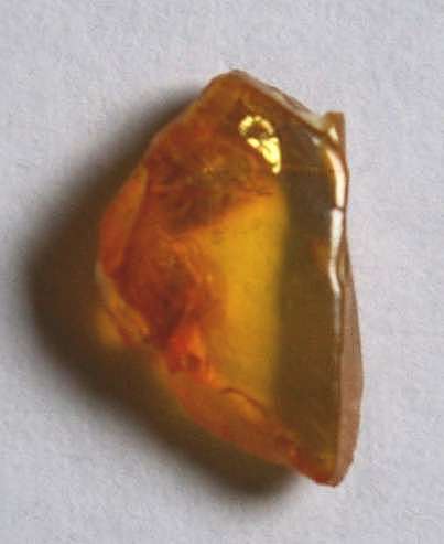 fossil Scutigeridae in amber