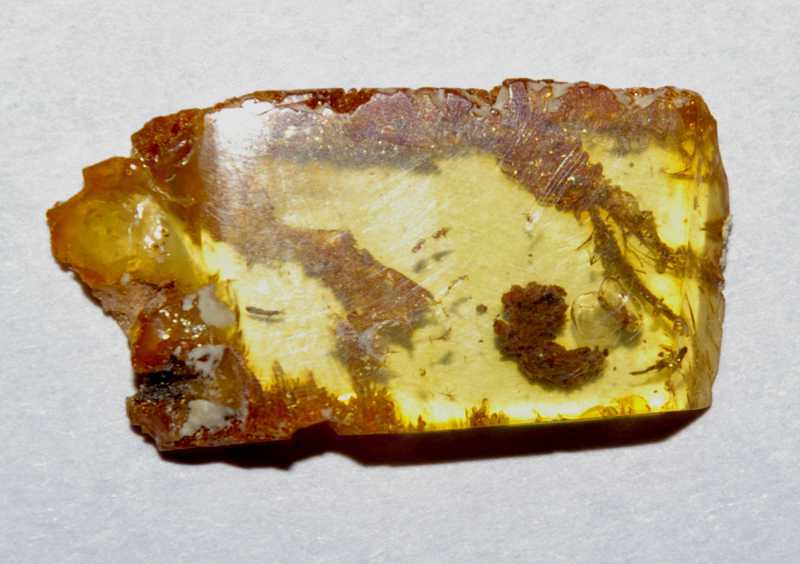 inclusion in genuine baltic amber