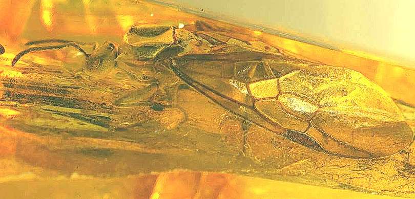 formicidae in amber