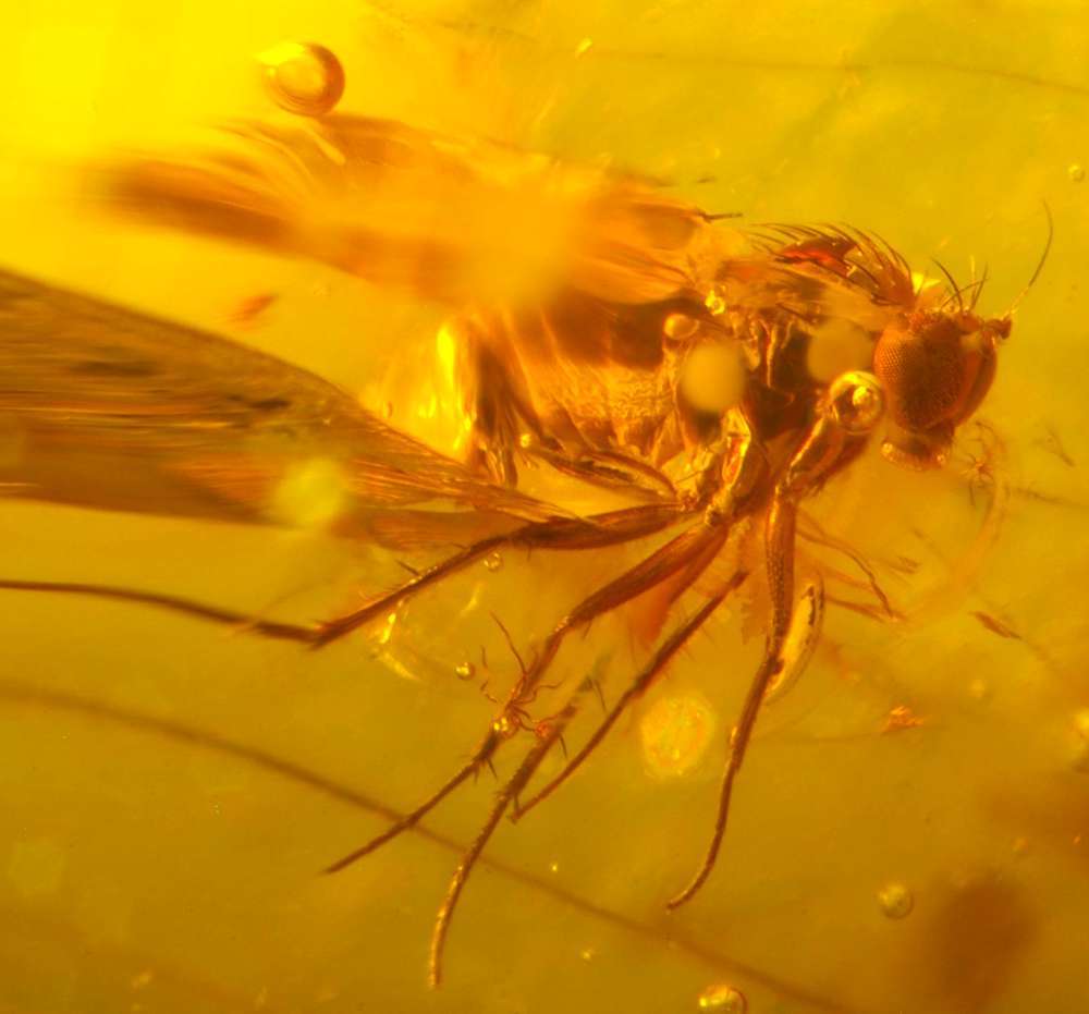 fossil in amber
