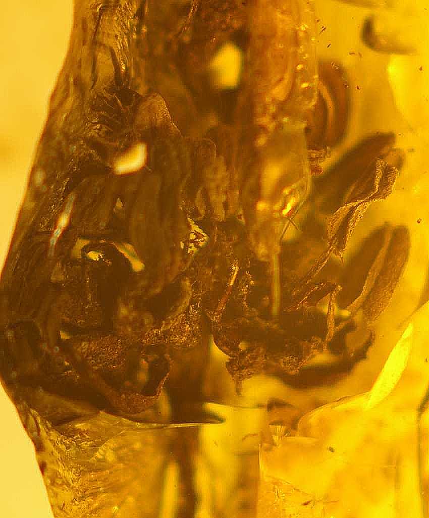 fossil flower in Baltic amber