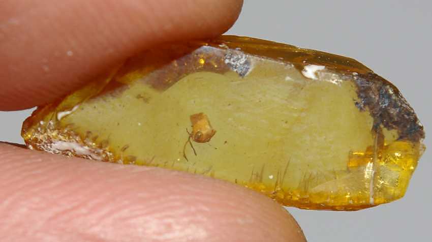 fossils plant in amber