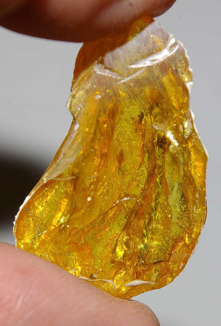 Thuya fossils plant in amber