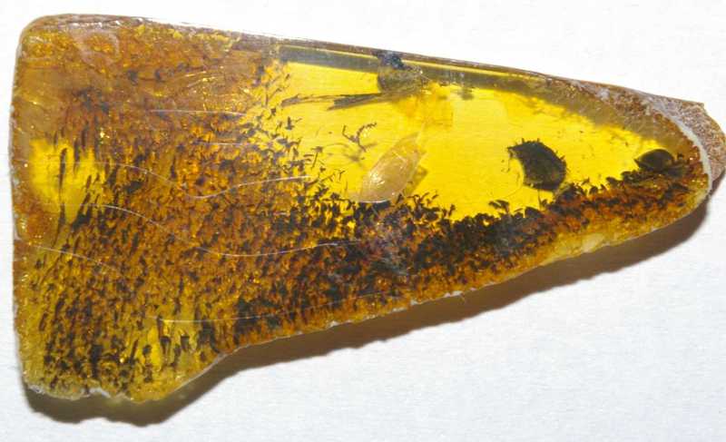 fossil plant in amber
