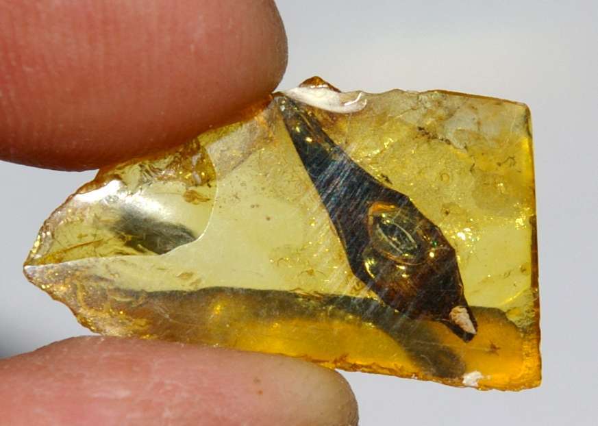 fossil plant in Baltic amber