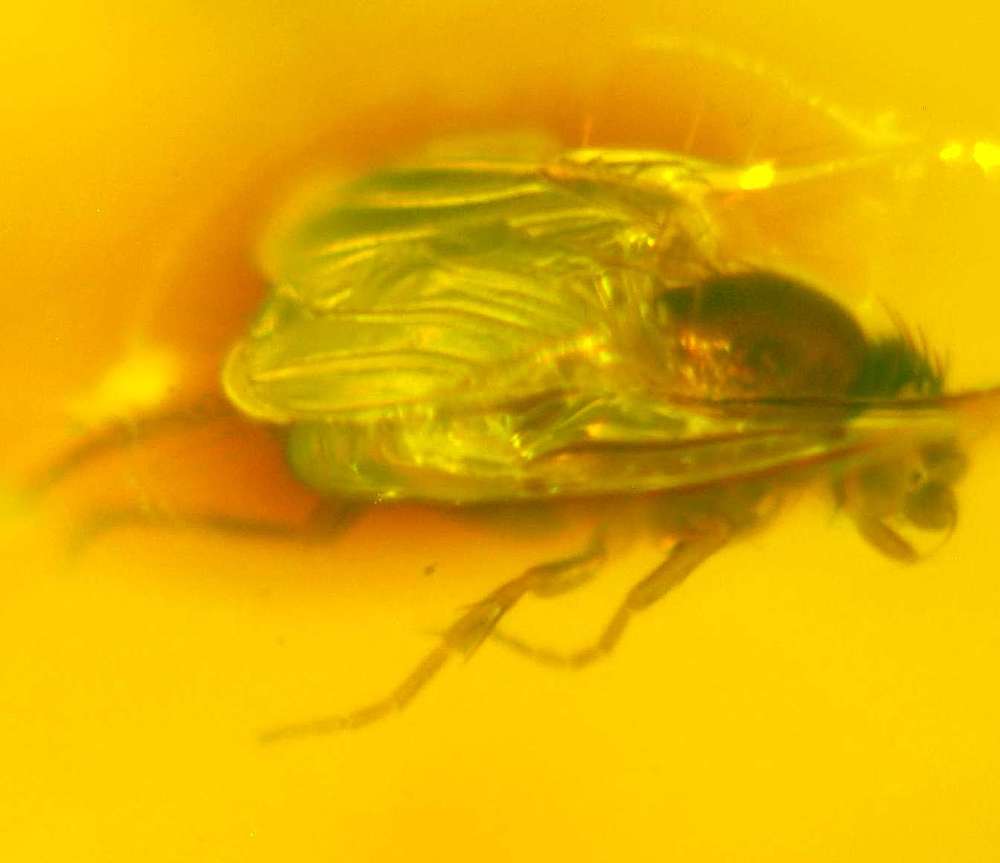  Psychodidae in amber