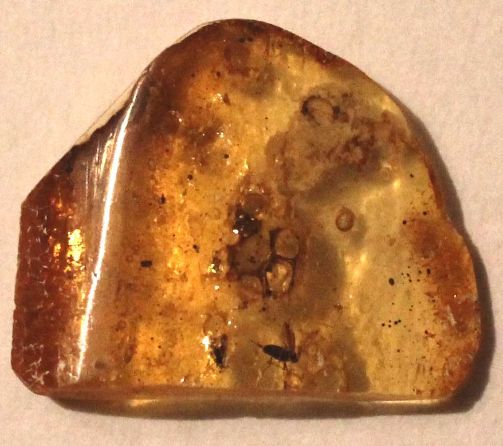 fly in genuine Baltic amber