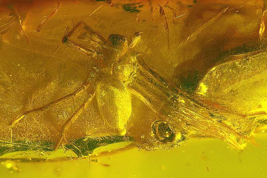 Spider in baltic amber