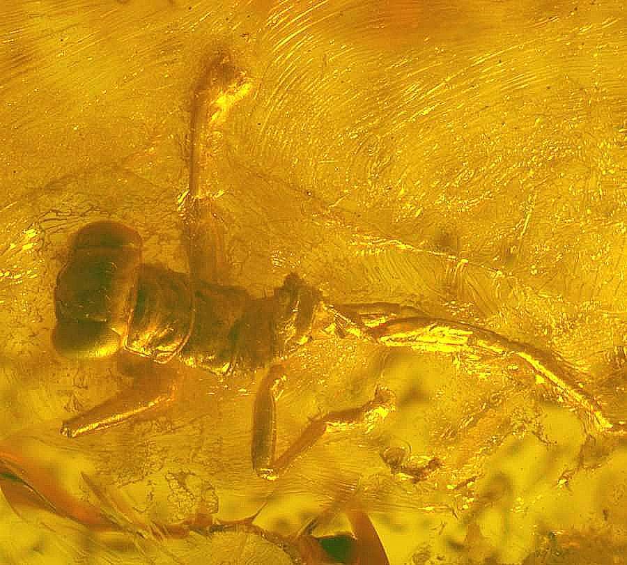 Mantophasmatodea in amber