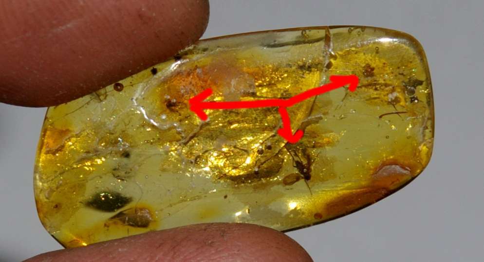 Pseudoscorpion in amber