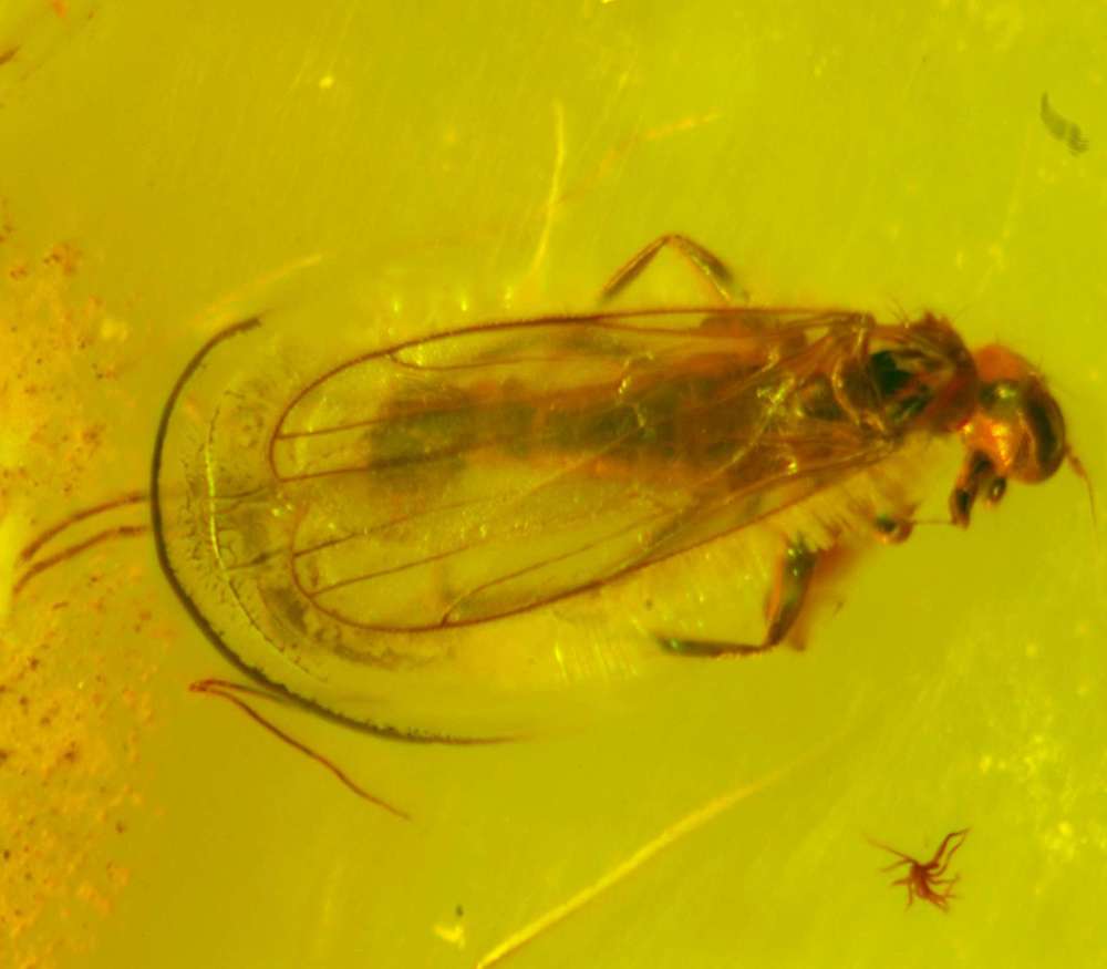 Fossil fly Empididae