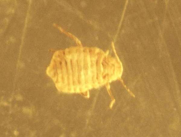 Fossil Aphid, Aphidoidea in Baltic amber for sale