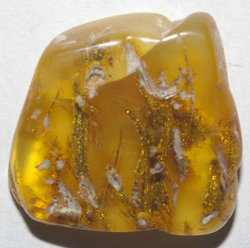Fossil plant in Baltic amber